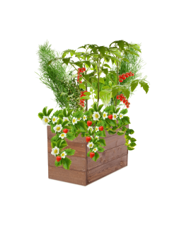 Skrzynia na warzywa skrzynie na warzywniak inspekt donica grządka 36x63x30 - product 2