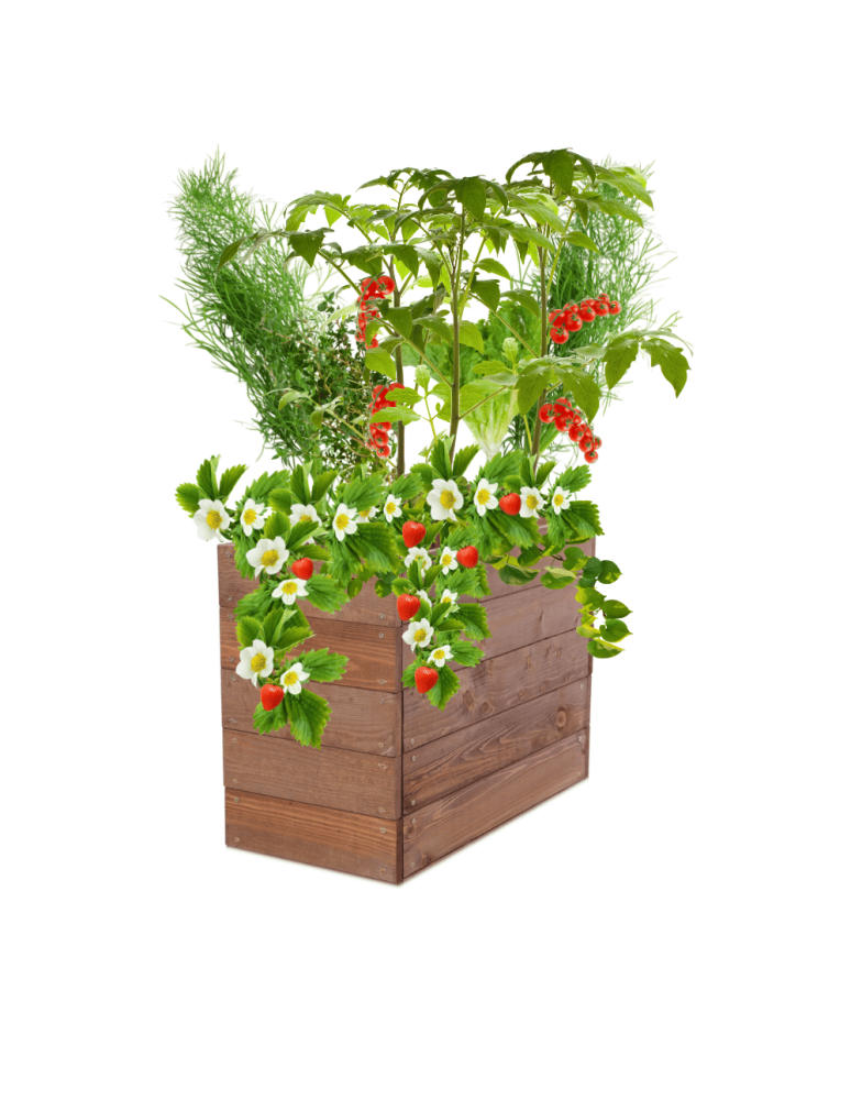 Uprawowe skrzynie ogrodowe- Warzywniaki- skrzynia do uprawy - Skrzynia na warzywa skrzynie na warzywnik inspekt donica grządka 45x63x30 - product b2b.wamar.biz 2