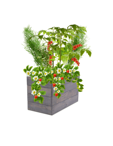 Skrzynia na warzywa skrzynie na warzywniak inspekt donica grządka 36x63x30 - product 2