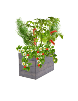 Skrzynia na warzywa skrzynie na warzywniak inspekt donica grządka 36x63x30 - product 2