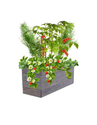 Skrzynia na warzywa skrzynie na warzywniak inspekt donica grządka 36x103x30 - product 2