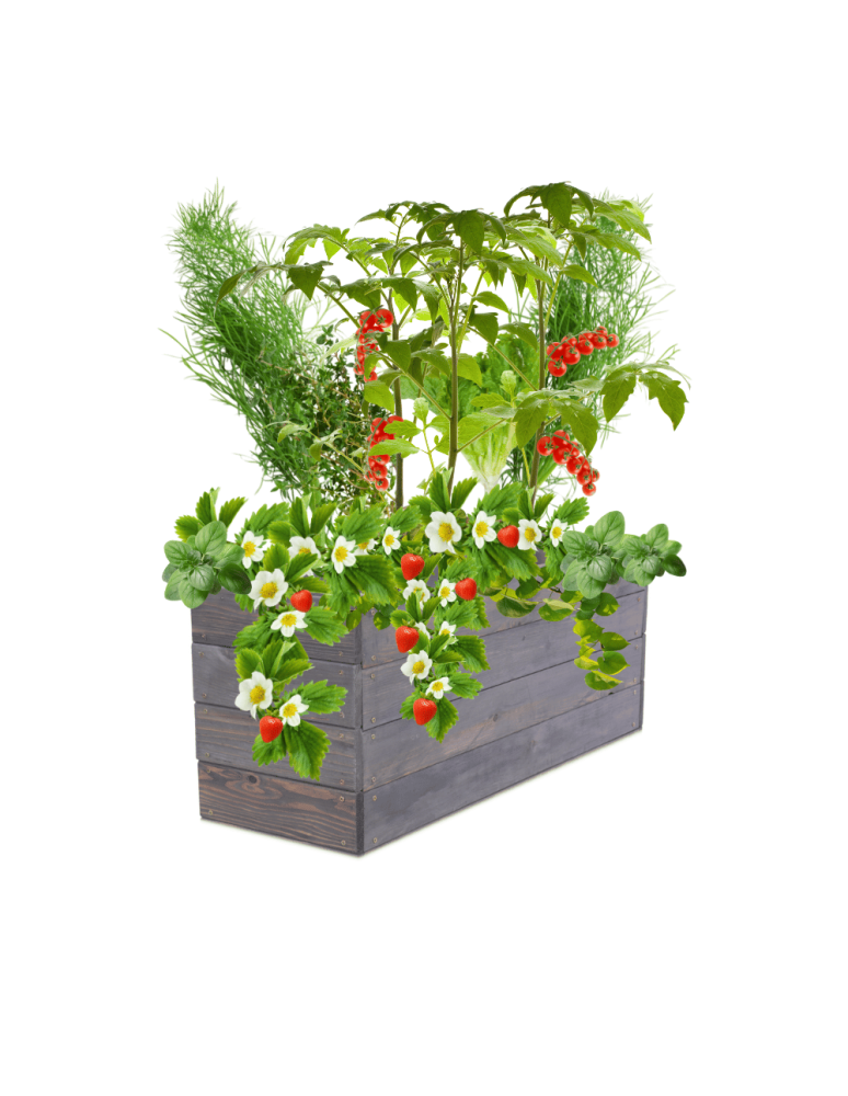 Uprawowe skrzynie ogrodowe- Warzywniaki- skrzynia do uprawy - Skrzynia na warzywa skrzynie na warzywniak inspekt donica grządka 36x103x30 - product b2b.wamar.biz 2