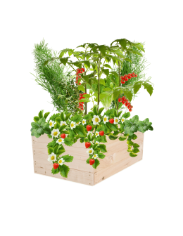 Skrzynia na warzywa skrzynie na warzywniak inspekt donica grządka 36x103x60 - product 2