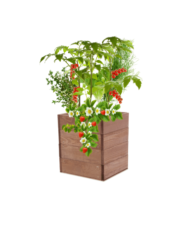 Skrzynia na warzywa skrzynie na warzywniak inspekt donica grządka 36x33x30 - product 2