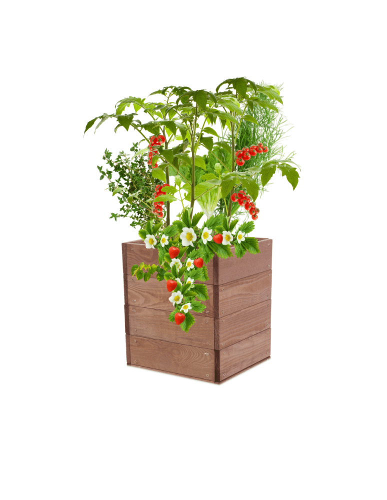 Uprawowe skrzynie ogrodowe- Warzywniaki- skrzynia do uprawy - Skrzynia na warzywa skrzynie na warzywniak inspekt donica grządka 36x33x30 - product b2b.wamar.biz 2