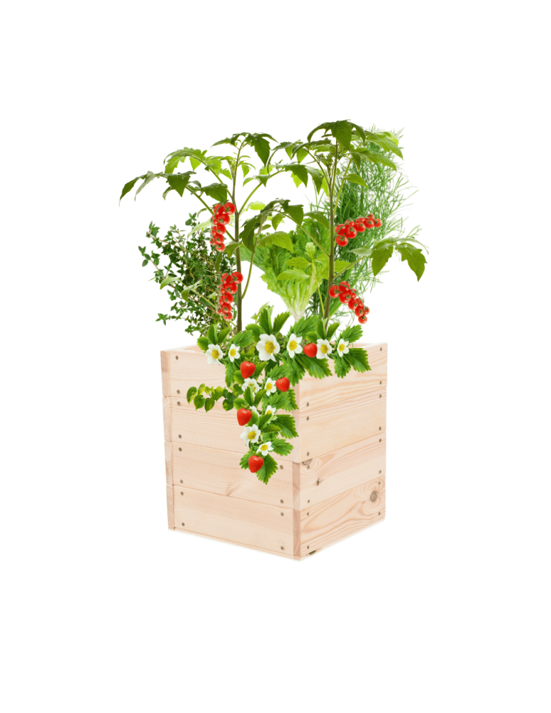 Uprawowe skrzynie ogrodowe- Warzywniaki- skrzynia do uprawy - Skrzynia na warzywa skrzynie na warzywniak inspekt donica grządka 36x33x30 - produkt b2b.wamar.biz 2