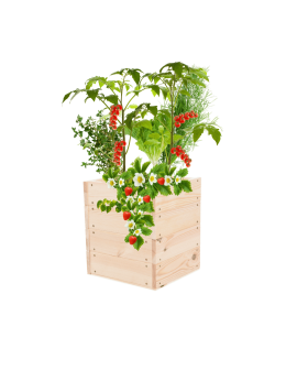 Skrzynia na warzywa skrzynie na warzywniak inspekt donica grządka 36x33x30 - product 2