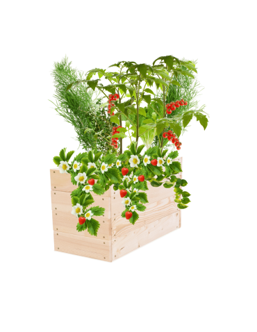 Skrzynia na warzywa skrzynie na warzywniak inspekt donica grządka 36x63x30 - product 2