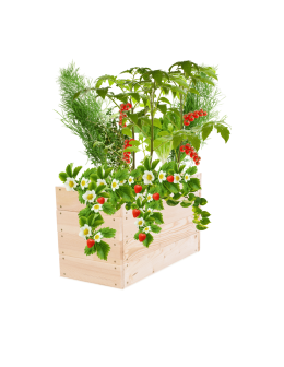 Skrzynia na warzywa skrzynie na warzywniak inspekt donica grządka 36x63x30 - product 2