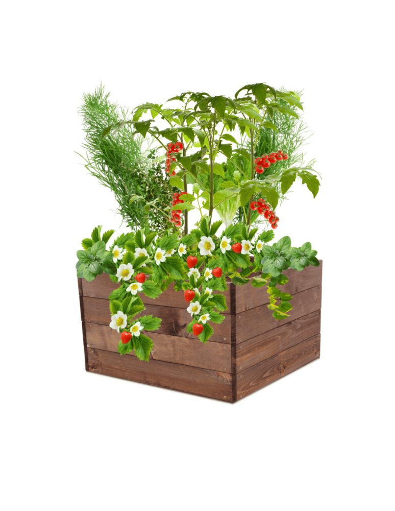 Uprawowe skrzynie ogrodowe- Warzywniaki- skrzynia do uprawy - Skrzynia na warzywa skrzynie na warzywniak inspekt donica grządka 36x63x60 - product b2b.wamar.biz 2