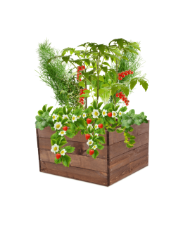 Skrzynia na warzywa skrzynie na warzywniak inspekt donica grządka 36x63x60 - product 2