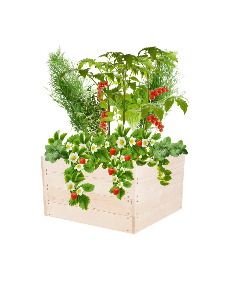 Uprawowe skrzynie ogrodowe- Warzywniaki- skrzynia do uprawy - Skrzynia na warzywa skrzynie na warzywniak inspekt donica grządka 36x63x60 - product b2b.wamar.biz 2