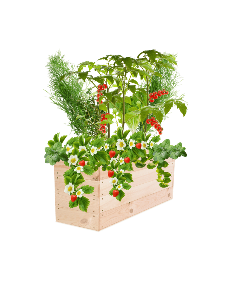 Uprawowe skrzynie ogrodowe- Warzywniaki- skrzynia do uprawy - Skrzynia na warzywa skrzynie na warzywniak inspekt donica grządka 36x83x30 - produkt b2b.wamar.biz 2