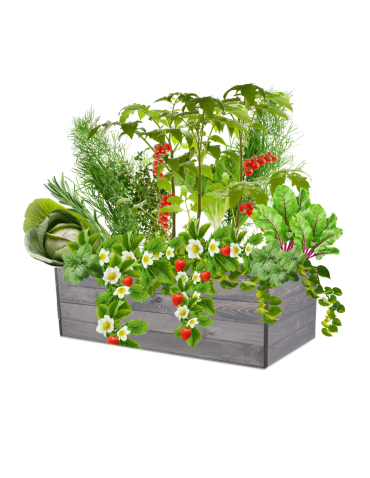 Skrzynia na warzywa skrzynie na warzywniak inspekt donica grządka 36x120x60 - product 2