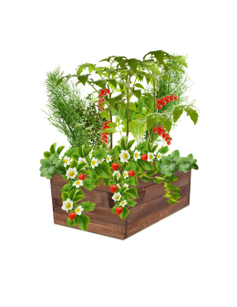 Skrzynia na warzywa skrzynie na warzywniak inspekt donica grządka 36x83x60 - product 2