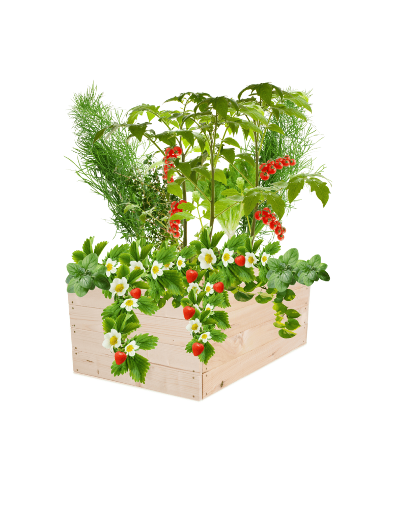 Uprawowe skrzynie ogrodowe- Warzywniaki- skrzynia do uprawy - Skrzynia na warzywa skrzynie na warzywniak inspekt donica grządka 36x93x60 - product b2b.wamar.biz 2