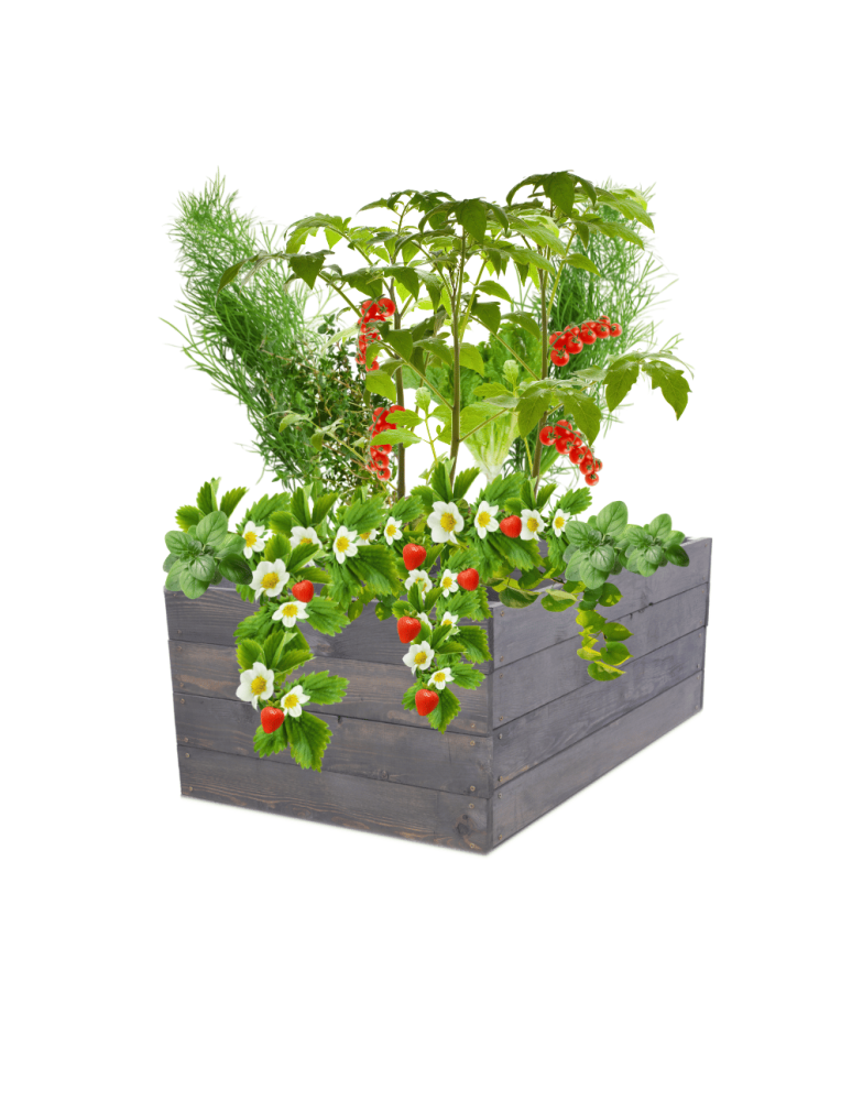 Uprawowe skrzynie ogrodowe- Warzywniaki- skrzynia do uprawy - Skrzynia na warzywa skrzynie na warzywniak inspekt donica grządka 36x93x90 - produkt b2b.wamar.biz 2