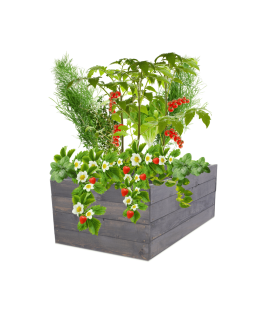 Skrzynia na warzywa skrzynie na warzywniak inspekt donica grządka 36x93x90 - product 2