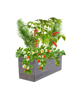 Skrzynia na warzywa skrzynie na warzywniak inspekt donica grządka 36x103x30 - product 2