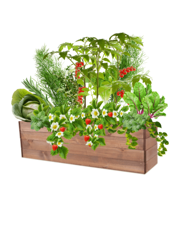 Skrzynia na warzywa skrzynie na warzywniak inspekt donica grządka 36x120x30 - product 2