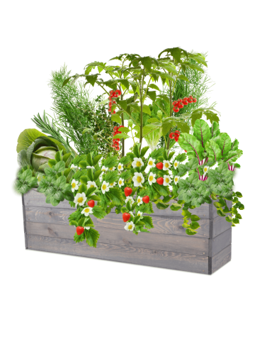 Skrzynia na warzywa skrzynie na warzywniak inspekt donica grządka 36x120x30 - product 2