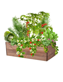 Skrzynia na warzywa skrzynie na warzywniak inspekt donica grządka 36x120x80 - product 2