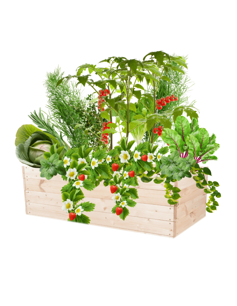 Uprawowe skrzynie ogrodowe- Warzywniaki- skrzynia do uprawy - Skrzynia na warzywa skrzynie na warzywniak inspekt donica grządka 36x120x80 - produkt b2b.wamar.biz 2