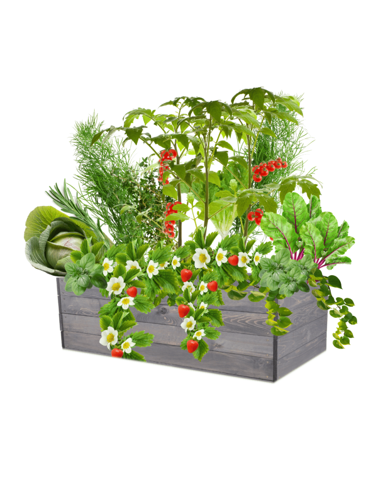 Uprawowe skrzynie ogrodowe- Warzywniaki- skrzynia do uprawy - Skrzynia na warzywa skrzynie na warzywniak inspekt donica grządka 36x120x90 - product b2b.wamar.biz 2