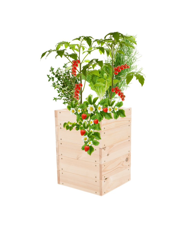 Uprawowe skrzynie ogrodowe- Warzywniaki- skrzynia do uprawy - Skrzynia na warzywa skrzynie na warzywnik inspekt donica grządka 45x33x30 - product b2b.wamar.biz 2