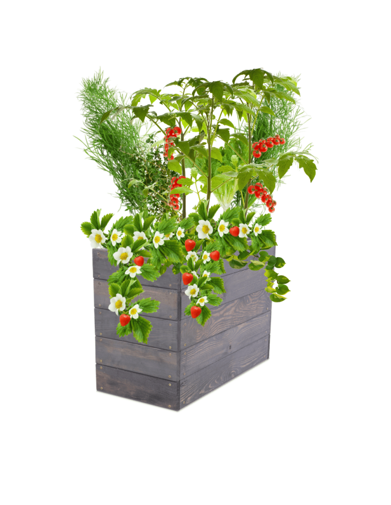 Uprawowe skrzynie ogrodowe- Warzywniaki- skrzynia do uprawy - Skrzynia na warzywa skrzynie na warzywnik inspekt donica grządka 45x63x30 - product b2b.wamar.biz 2