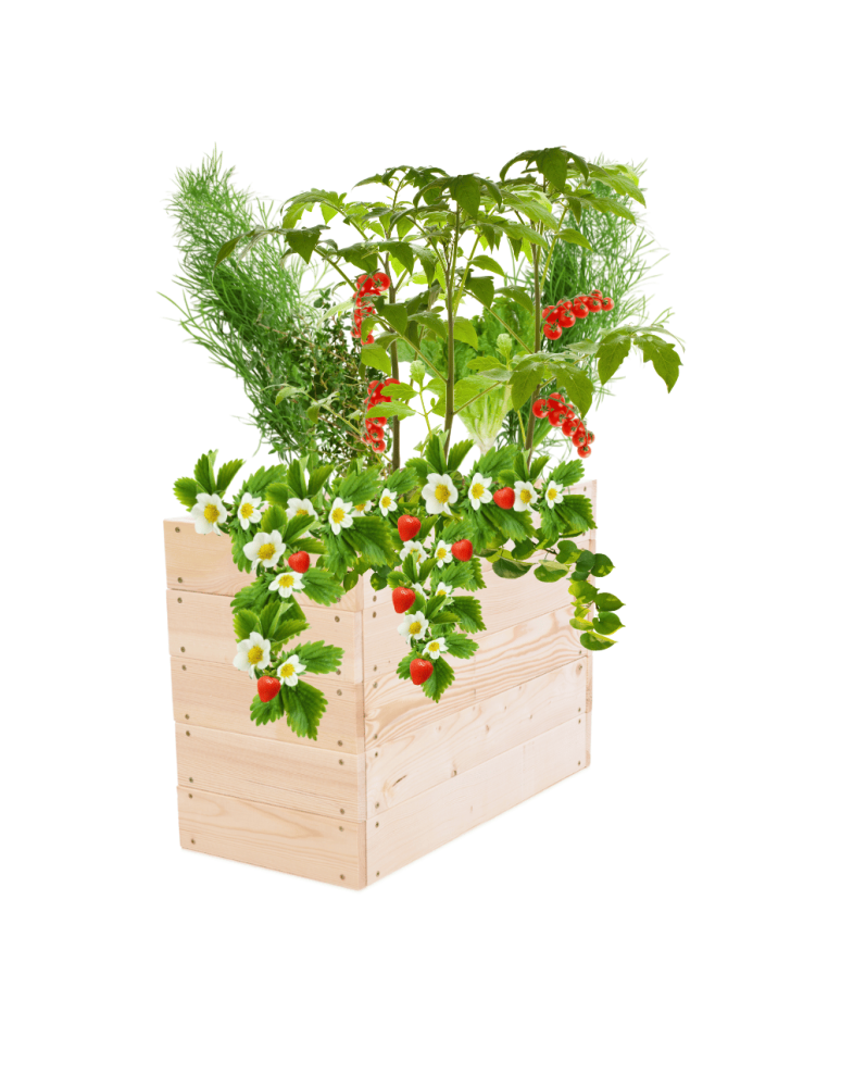 Uprawowe skrzynie ogrodowe- Warzywniaki- skrzynia do uprawy - Skrzynia na warzywa skrzynie na warzywnik inspekt donica grządka 45x63x30 - produkt b2b.wamar.biz 2