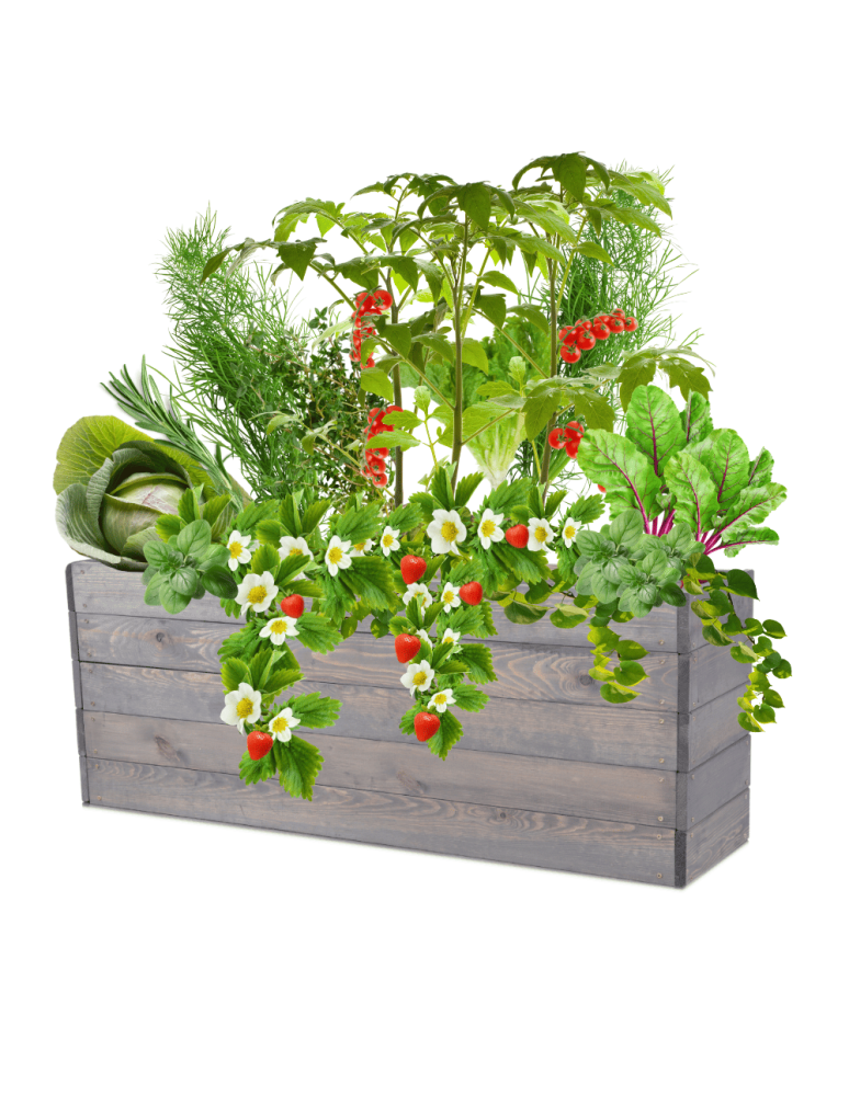 Uprawowe skrzynie ogrodowe- Warzywniaki- skrzynia do uprawy - Skrzynia na warzywa skrzynie na warzywnik inspekt donica grządka 45x120x30 - produkt b2b.wamar.biz 2