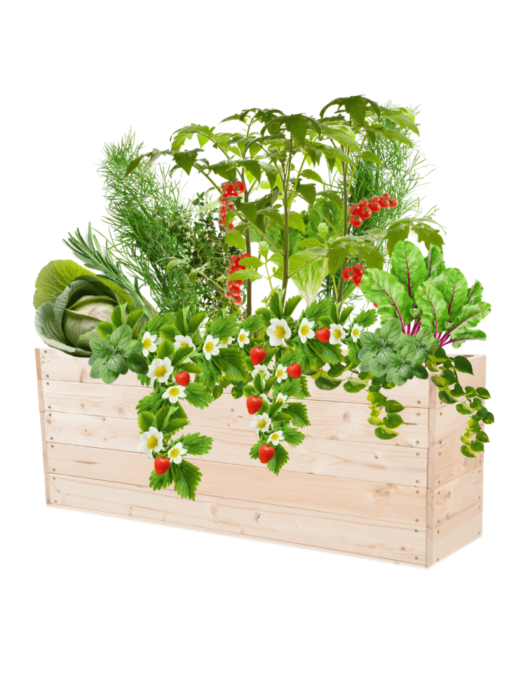 Uprawowe skrzynie ogrodowe- Warzywniaki- skrzynia do uprawy - Skrzynia na warzywa skrzynie na warzywnik inspekt donica grządka 45x120x30 - produkt b2b.wamar.biz 2