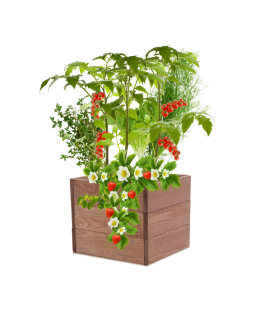 Skrzynia na warzywa skrzynie na warzywniak inspekt donica grządka 27x33x30 - product 2