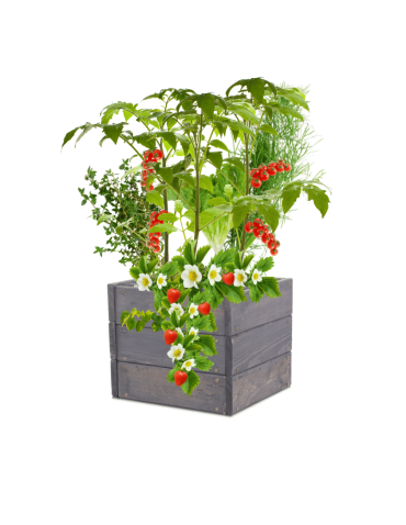 Skrzynia na warzywa skrzynie na warzywniak inspekt donica grządka 27x33x30 - product 2