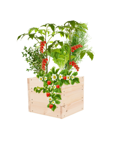 Skrzynia na warzywa skrzynie na warzywniak inspekt donica grządka 27x33x30 - product 2