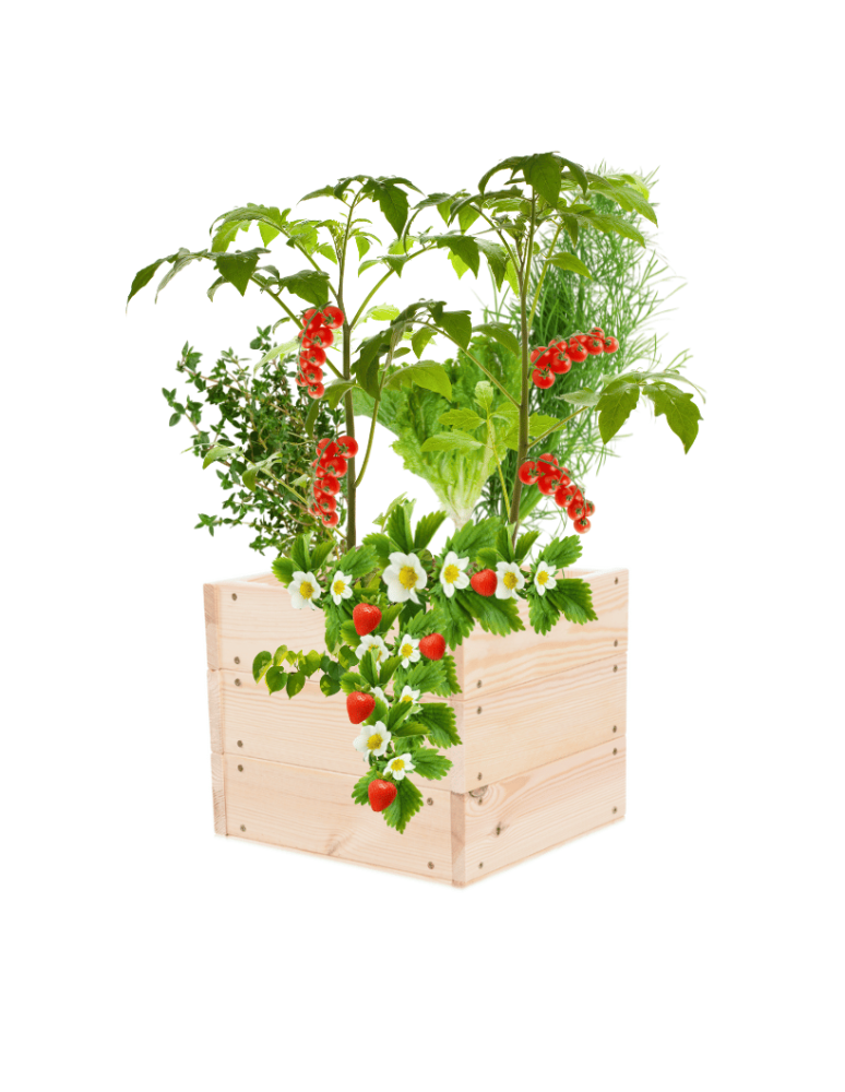 Uprawowe skrzynie ogrodowe- Warzywniaki- skrzynia do uprawy - Skrzynia na warzywa skrzynie na warzywniak inspekt donica grządka 27x33x30 - produkt b2b.wamar.biz 2