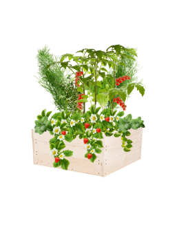 Skrzynia na warzywa skrzynie na warzywniak inspekt donica grządka 27x63x60 - product 2