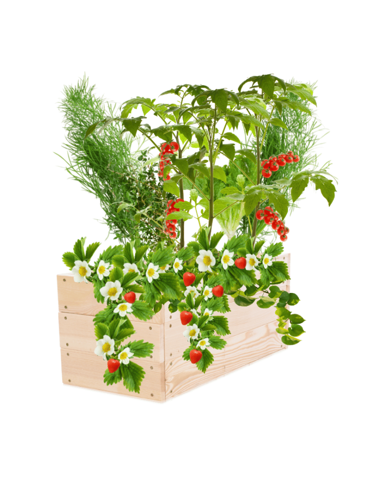 Uprawowe skrzynie ogrodowe- Warzywniaki- skrzynia do uprawy - Skrzynia na warzywa skrzynie na warzywniak inspekt donica grządka 27x83x30 - produkt b2b.wamar.biz 2