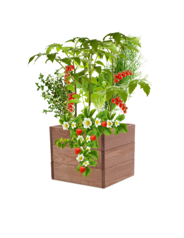 Skrzynia na warzywa skrzynie na warzywniak inspekt donica grządka 27x30x30 - product 2