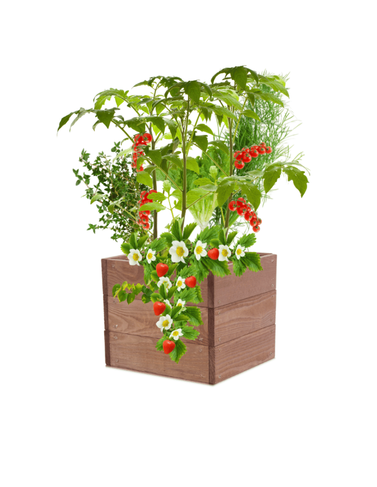 Uprawowe skrzynie ogrodowe- Warzywniaki- skrzynia do uprawy - Skrzynia na warzywa skrzynie na warzywniak inspekt donica grządka 27x30x30 - product b2b.wamar.biz 2