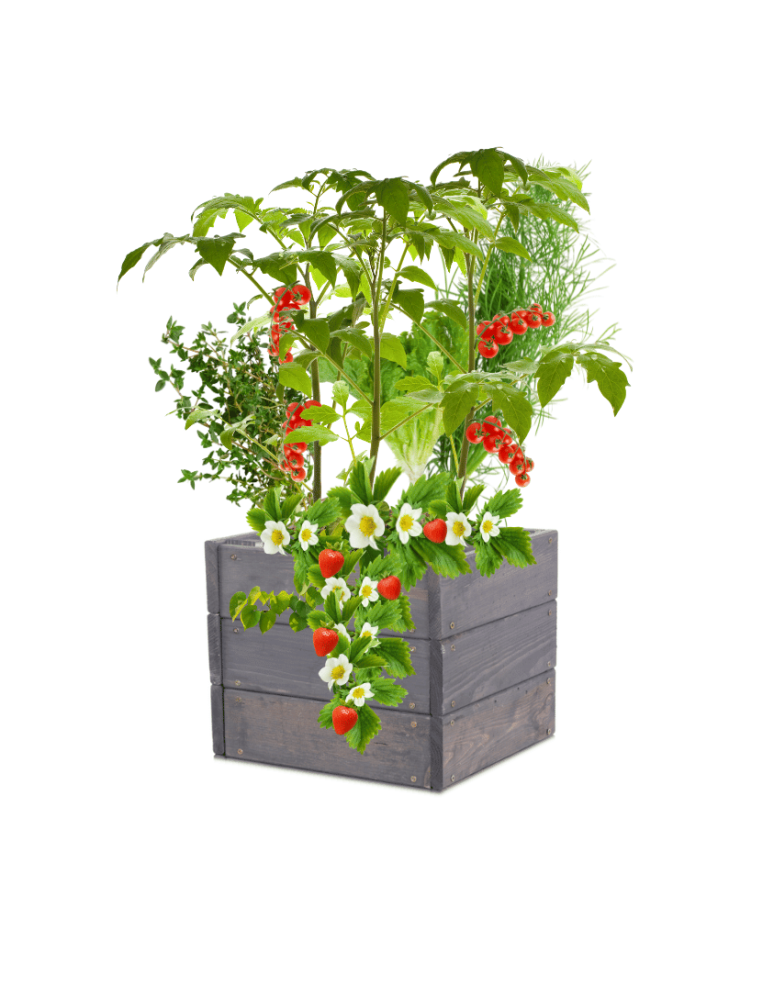 Uprawowe skrzynie ogrodowe- Warzywniaki- skrzynia do uprawy - Skrzynia na warzywa skrzynie na warzywniak inspekt donica grządka 27x30x30 - produkt b2b.wamar.biz 2