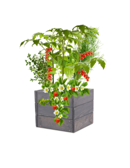 Skrzynia na warzywa skrzynie na warzywniak inspekt donica grządka 27x30x30 - product 2