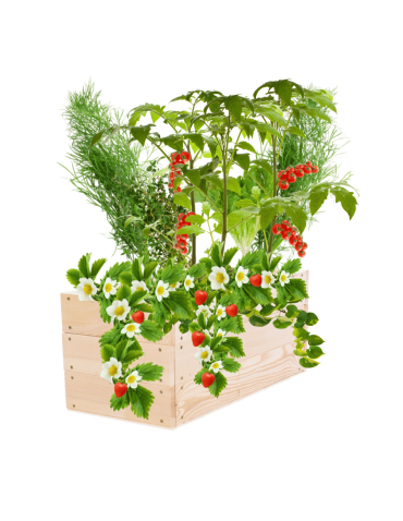 Skrzynia na warzywa skrzynie na warzywniak inspekt donica grządka 27x80x30 - produkt 2