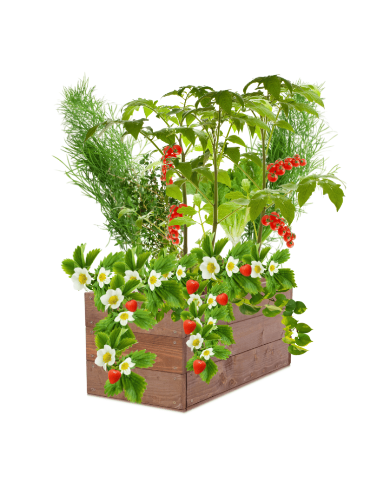 Uprawowe skrzynie ogrodowe- Warzywniaki- skrzynia do uprawy - Skrzynia na warzywa skrzynie na warzywniak inspekt donica grządka 27x90x30 - product b2b.wamar.biz 2