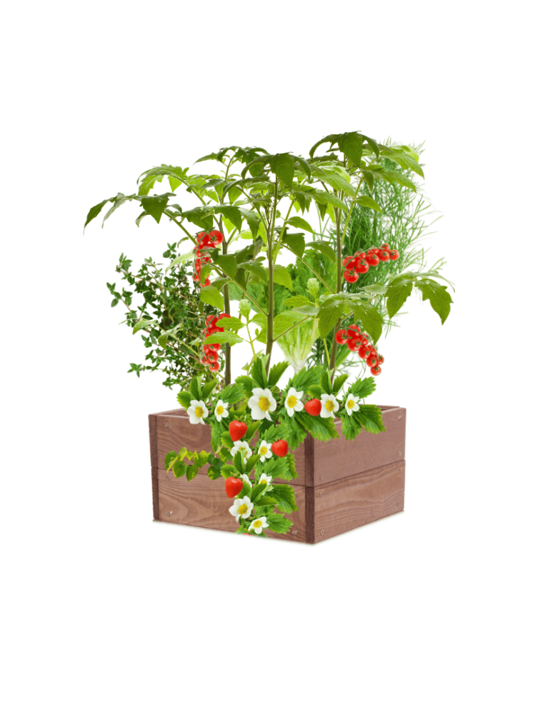 Uprawowe skrzynie ogrodowe- Warzywniaki- skrzynia do uprawy - Skrzynia na warzywa skrzynie na warzywniak inspekt donica grządka 18x33x30 - product b2b.wamar.biz 2