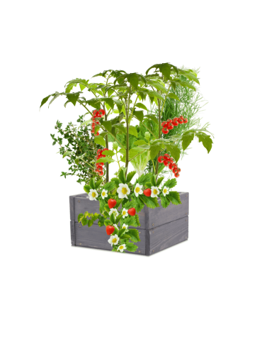 Skrzynia na warzywa skrzynie na warzywniak inspekt donica grządka 18x33x30 - product 2