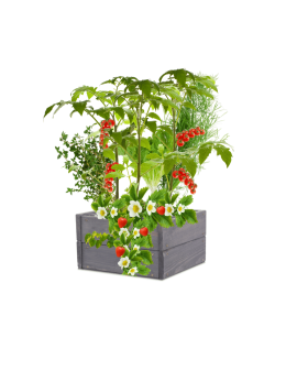 Skrzynia na warzywa skrzynie na warzywniak inspekt donica grządka 18x33x30 - product 2