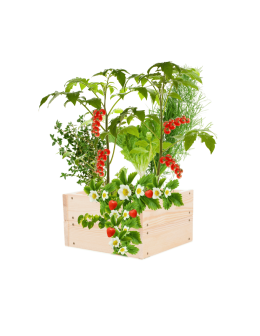 Skrzynia na warzywa skrzynie na warzywniak inspekt donica grządka 18x33x30 - product 2