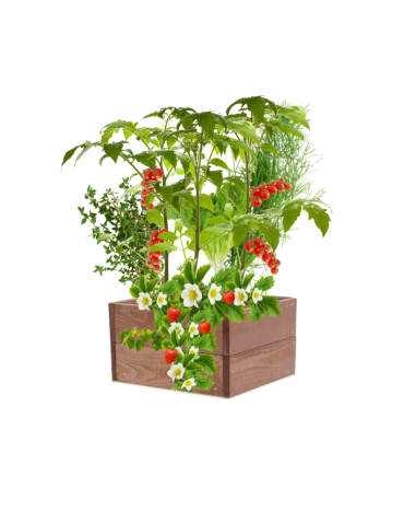 Skrzynia na warzywa skrzynie na warzywniak inspekt donica grządka 18x30x30 - product 2